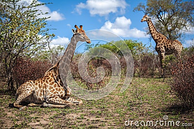 Giraffes on savanna in South Africa Stock Photo