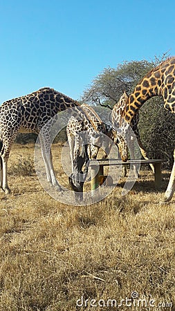 Giraffes Stock Photo