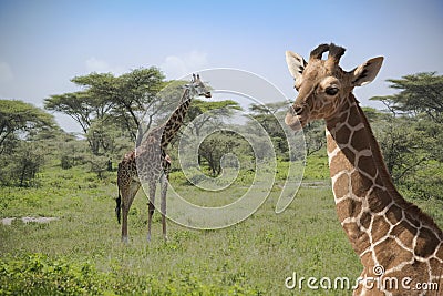 Giraffes in Serengeti Plains of Africa Stock Photo