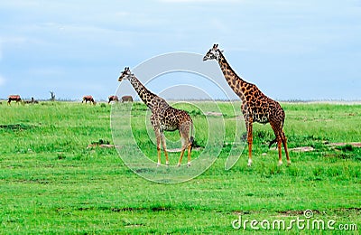 Giraffes standing in African savannah. On safari. Stock Photo