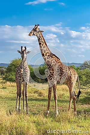 Giraffes standing in the savannah Stock Photo