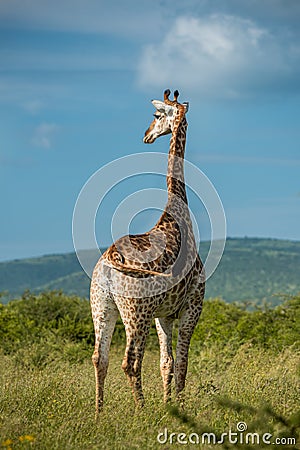 A giraffes stands looking into the distance surrounded by greenery Stock Photo