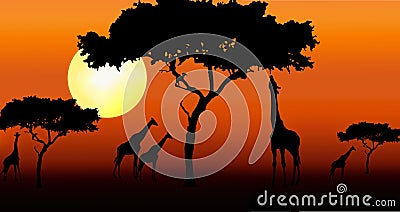 Giraffes in sunset Stock Photo