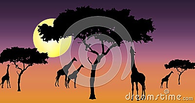 Giraffes in sunset Stock Photo