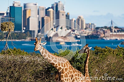 Giraffes of Taronga Zoo against urban landscape Editorial Stock Photo