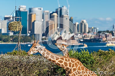 Giraffes of Taronga Zoo against urban landscape Editorial Stock Photo