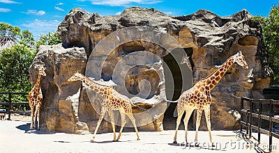 Giraffes at Taronga Zoo, Sydney. Australia. Editorial Stock Photo