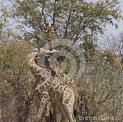 Giraffes, three of them, with tangled necks Stock Photo