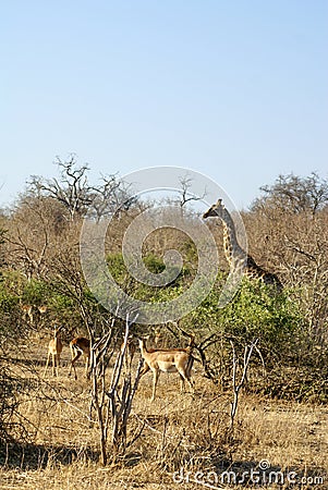 Giraffes in the trees Stock Photo