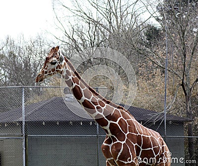 Reticulated giraffe stands high above the chain link fence Stock Photo