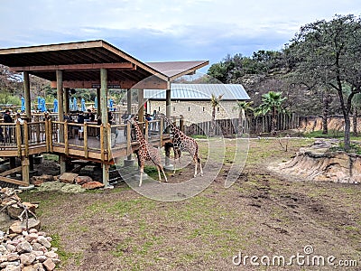 Giraffes in zoo Editorial Stock Photo