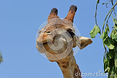 Giraffes in the zoo safari park. Beautiful wildlife animals Stock Photo