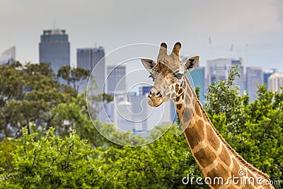 Giraffes at Zoo with a view of the skyline of Sydney in the back Editorial Stock Photo