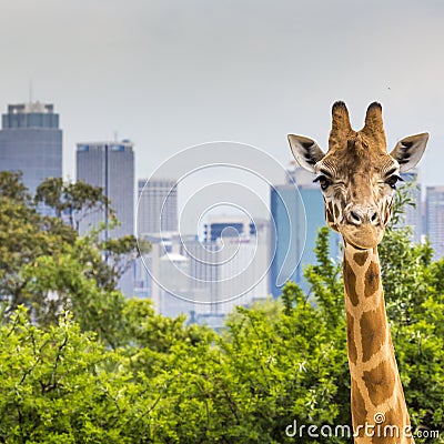 Giraffes at Zoo with a view of the skyline of Sydney in the back Stock Photo