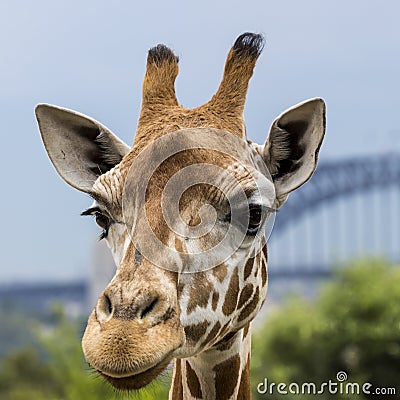 Giraffes at Zoo with a view of the skyline of Sydney in the back Stock Photo