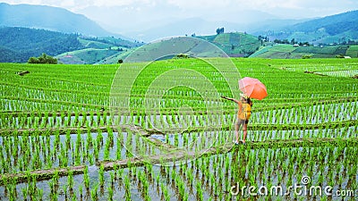 A girl with a backpack walking on a rice field While holding an umbrella in his hand. Traveling in the rainy season. Travel Stock Photo