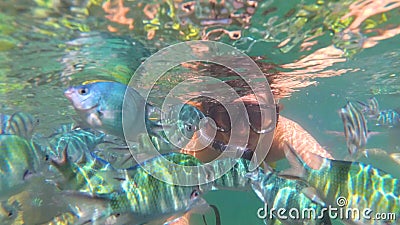 Girl bathe in the sea with fish. Scuba Diving in Masks Stock Photo