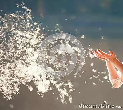 A girl blowing on a dandelion. The bright sun shines with back light Stock Photo