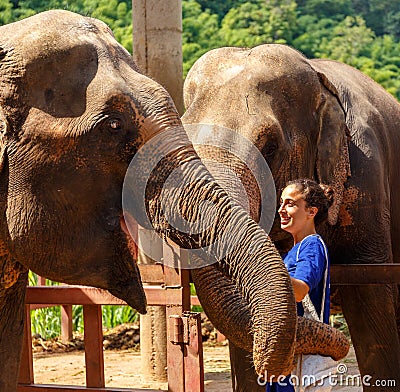 Girl caress two elephants at sanctuary in Chiang Mai Thailand Stock Photo