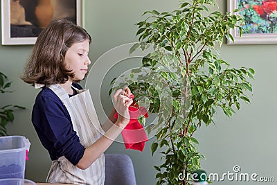 Girl caring for houseplant, child wipes dust from ficus leaves Stock Photo