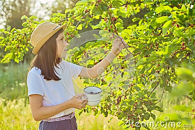 Girl child tearing berries in mug of mulberry tree, summer sunny day background Stock Photo