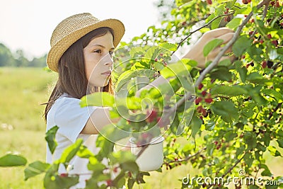 Girl child tearing from tree harvest of mulberries in mug in home garden Stock Photo