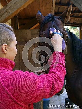 The girl cleans a horse Stock Photo