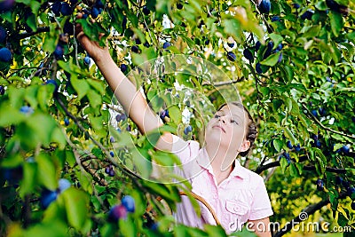 Girl collecting plums from a tree Stock Photo