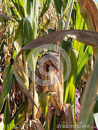 Girl in Corn Maze Stock Photo