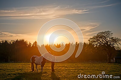 Girl Cuddling Horse at Sunset Stock Photo