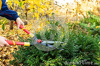 A girl cuts branches from a boxwood Bush with a garden pruner. Autumn work in the garden Stock Photo