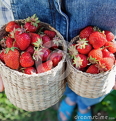 Girl in denim clothes with strawberry baskets in a sunny summer garden Stock Photo