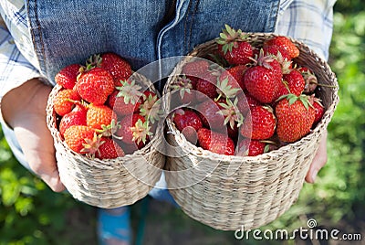 Girl in denim clothes with strawberry baskets in a sunny summer Stock Photo