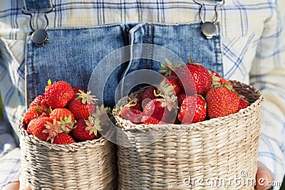 Girl in denim clothes with strawberry baskets in a sunny summer Stock Photo