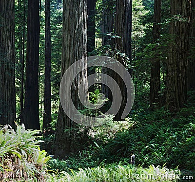 Girl Dwarfed by the giant redwood forest Stock Photo