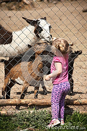 Girl feeding animals Stock Photo