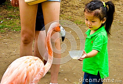 A girl feeding a flamingo Editorial Stock Photo