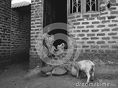 A girl feeding the pig in Uganda Editorial Stock Photo
