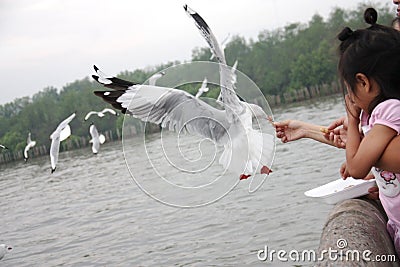 A girl feeding seagull at Bangpu, Thailand 27 Dec 20014 No model Editorial Stock Photo