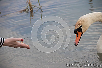 Girl feeding swan at Tisa River, Serbia Stock Photo