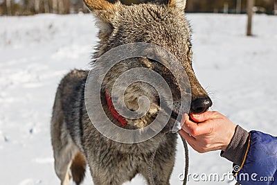 The girl feeds from the hands of the wild gray wolf Stock Photo