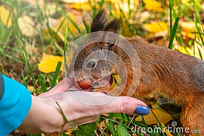 Girl feeds a squirrel with nuts in an autumn park Stock Photo