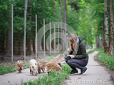 A girl feeds striped wild boars piglets with apples Stock Photo