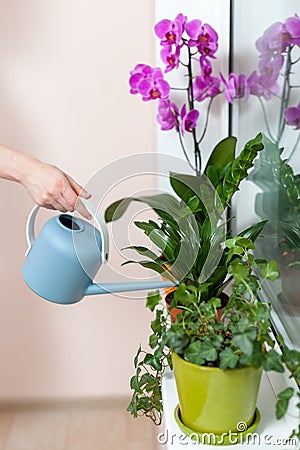 The girl florist watered the house plants from the watering can. On the window-sill is a pot of orchid, zamioculcas and dieffenbac Stock Photo