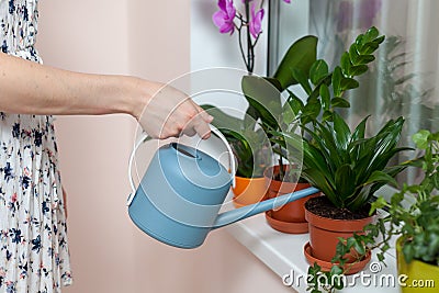 The girl florist watered the house plants from the watering can. On the window-sill is a pot of orchid, zamioculcas and dieffenbac Stock Photo