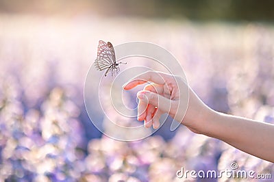 The girl frees the butterfly from the jar, golden blue moment Concept of freedom Stock Photo