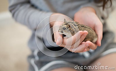 Hamster Cuteness in a childs hands Stock Photo