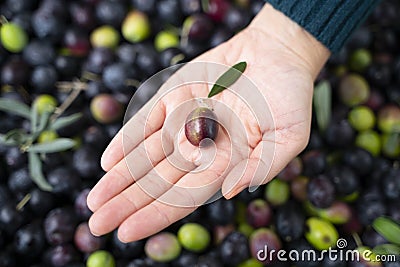 girl hand with olive, picking from plants during harvesting Stock Photo