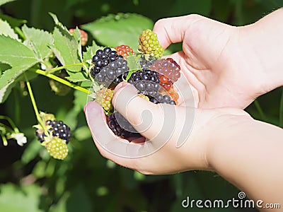 Girl holding black raspberries Stock Photo