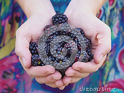 Girl holding black raspberries Stock Photo